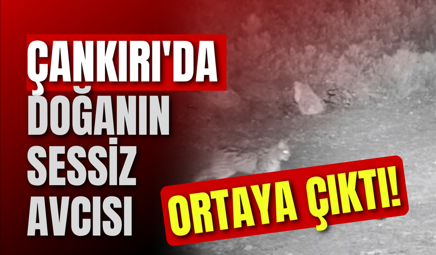 Çankırı'da Doğanın Sessiz Avcısı Ortaya Çıktı!