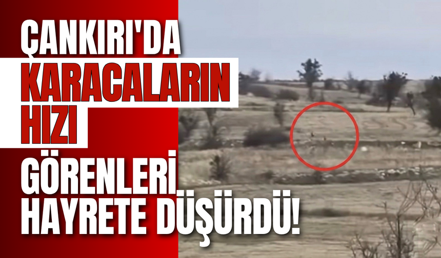 Çankırı'da Karacaların Hızı Görenleri Hayrete Düşürdü!