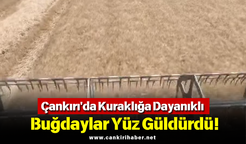 Çankırı'da Kuraklığa Dayanıklı Buğdaylar Yüz Güldürdü!