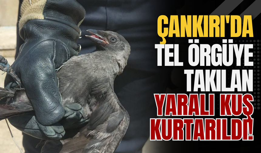 Çankırı'da Tel Örgüye Takılan Yaralı Kuş Kurtarıldı!