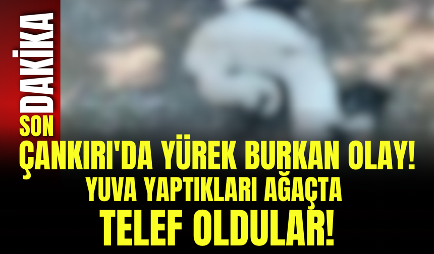 Çankırı'da Yürek Burkan Olay! Yuva Yaptıkları Ağaçta Telef Oldular!