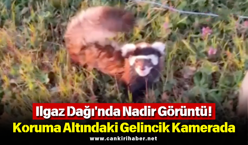 Ilgaz Dağı'nda Nadir Görüntü! Koruma Altındaki Gelincik Kamerada