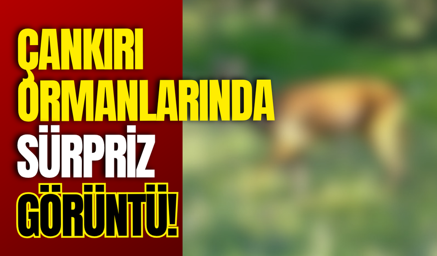 Çankırı Ormanlarında Sürpriz Görüntü!