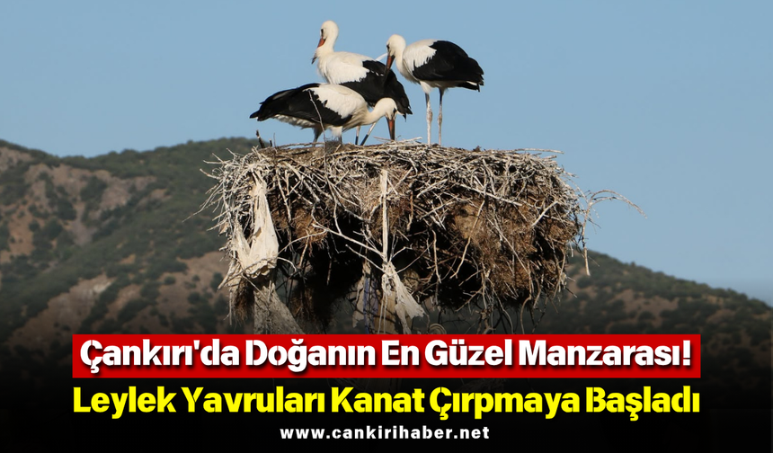 Çankırı'da Doğanın En Güzel Manzarası! Leylek Yavruları Kanat Çırpmaya Başladı