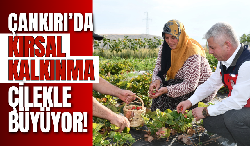 Çankırı’da Kırsal Kalkınma Çilekle Büyüyor!