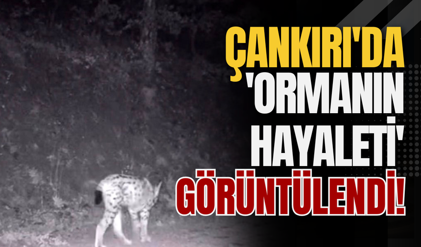 Çankırı'da 'Ormanın Hayaleti' Görüntülendi!
