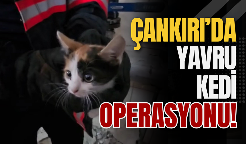 Çankırı’da Yavru Kedi Operasyonu!
