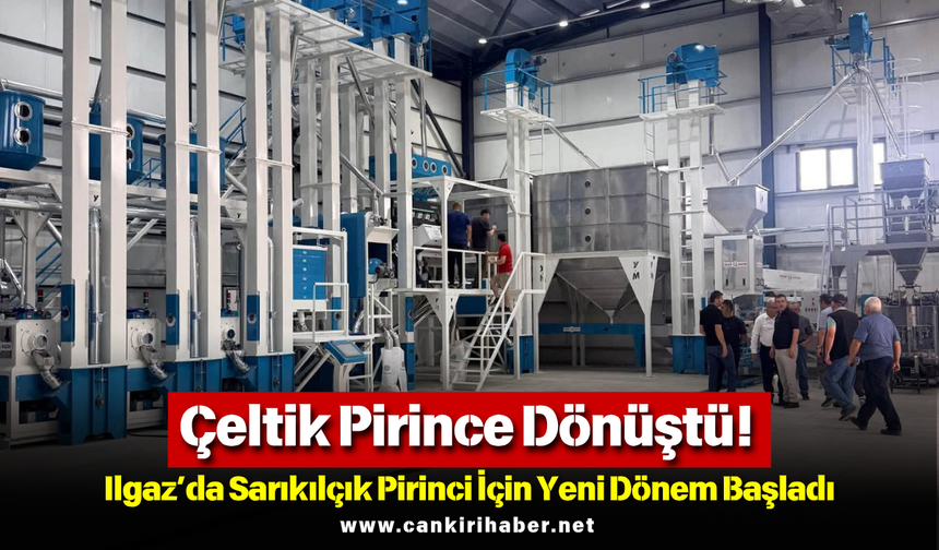 Çeltik Pirince Dönüştü! Ilgaz’da Sarıkılçık Pirinci İçin Yeni Dönem Başladı