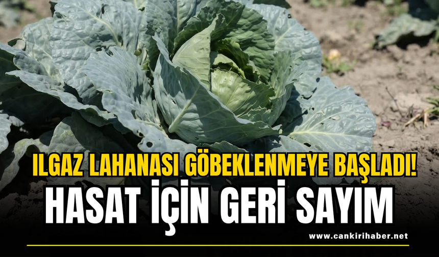 Ilgaz Lahanası Göbeklenmeye Başladı! Hasat İçin Geri Sayım