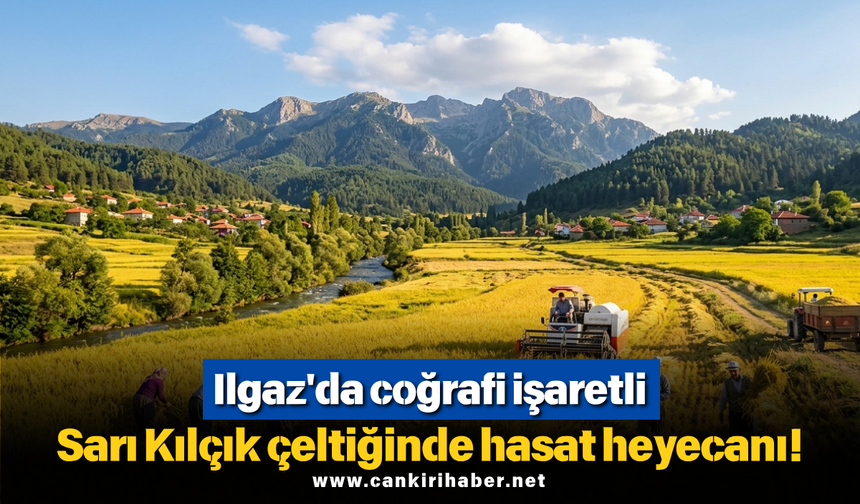 Ilgaz'da coğrafi işaretli Sarı Kılçık çeltiğinde hasat heyecanı!