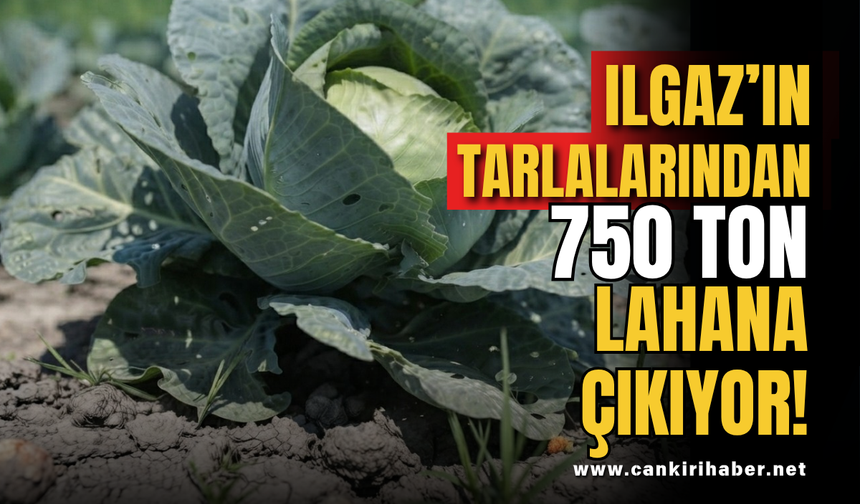 Ilgaz’ın Tarlalarından 750 Ton Lahana Çıkıyor!
