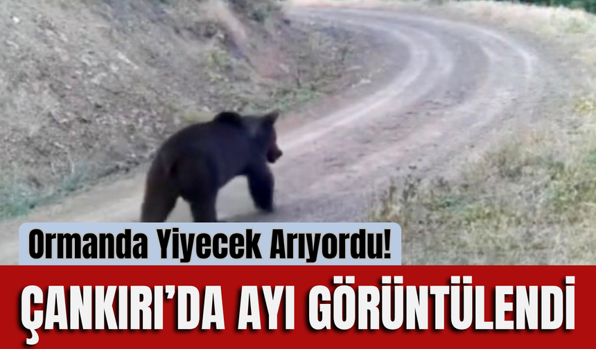 Ormanda Yiyecek Arıyordu! Çankırı’da Ayı Görüntülendi