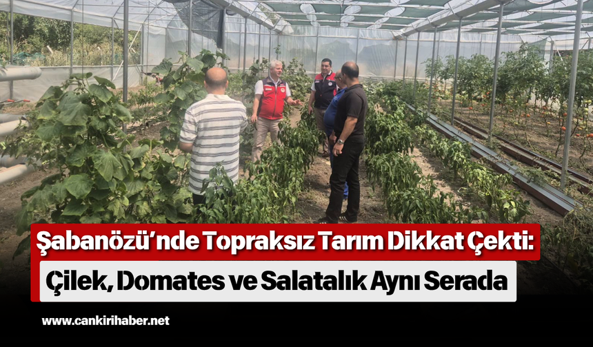 Şabanözü’nde Topraksız Tarım Dikkat Çekti: Çilek, Domates ve Salatalık Aynı Serada