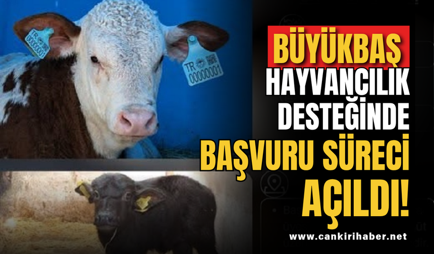 Büyükbaş Hayvancılık Desteğinde Başvuru Süreci Açıldı!