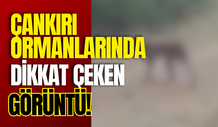 Çankırı Ormanlarında Dikkat Çeken Görüntü!