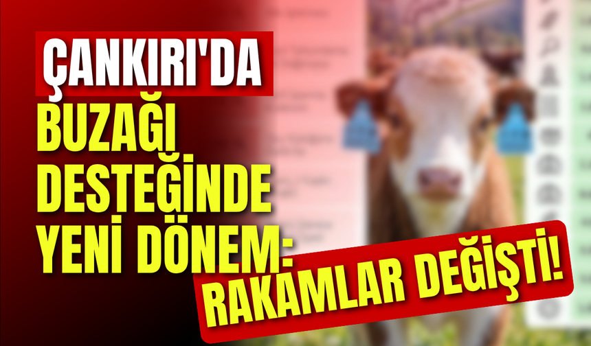 Çankırı'da Buzağı Desteğinde Yeni Dönem: Rakamlar Değişti!