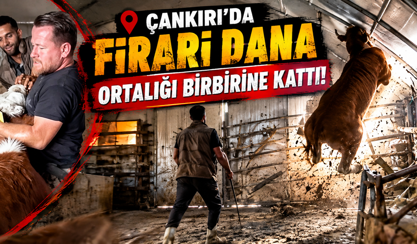 Çankırı’da Firari Dana Ortalığı Birbirine Kattı!