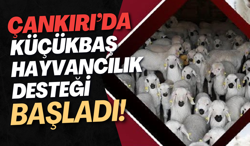 Çankırı’da Küçükbaş Hayvancılık Desteği Başladı!