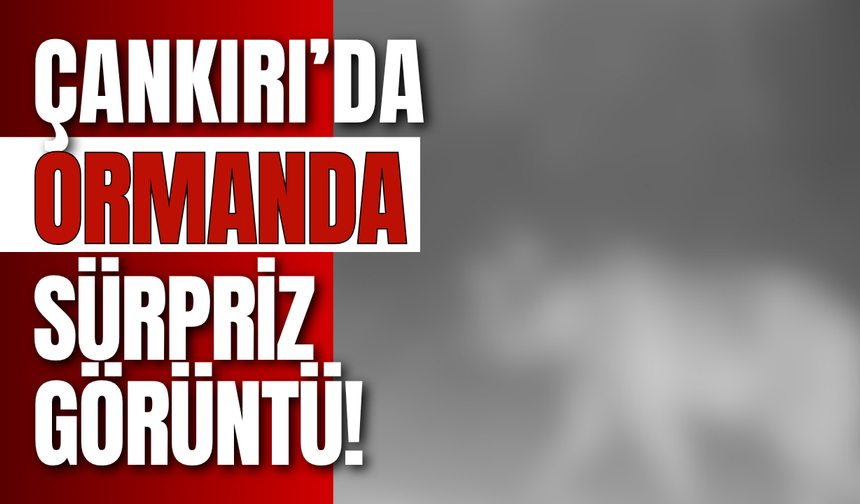 Çankırı’da Ormanda Sürpriz Görüntü!