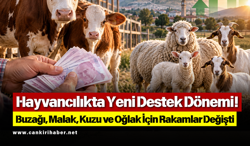 Hayvancılıkta Yeni Destek Dönemi! Buzağı, Malak, Kuzu ve Oğlak İçin Rakamlar Değişti