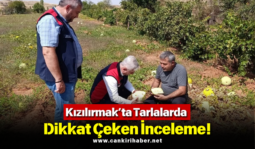 Kızılırmak’ta Tarlalarda Dikkat Çeken İnceleme!