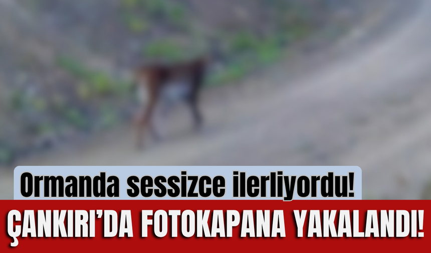 Ormanda sessizce ilerliyordu! Çankırı’da fotokapana yakalandı