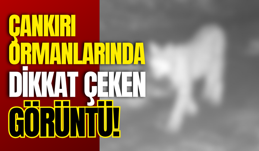 Çankırı Ormanlarında Dikkat Çeken Görüntü!