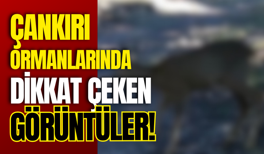 Çankırı Ormanlarında Dikkat Çeken Görüntüler!