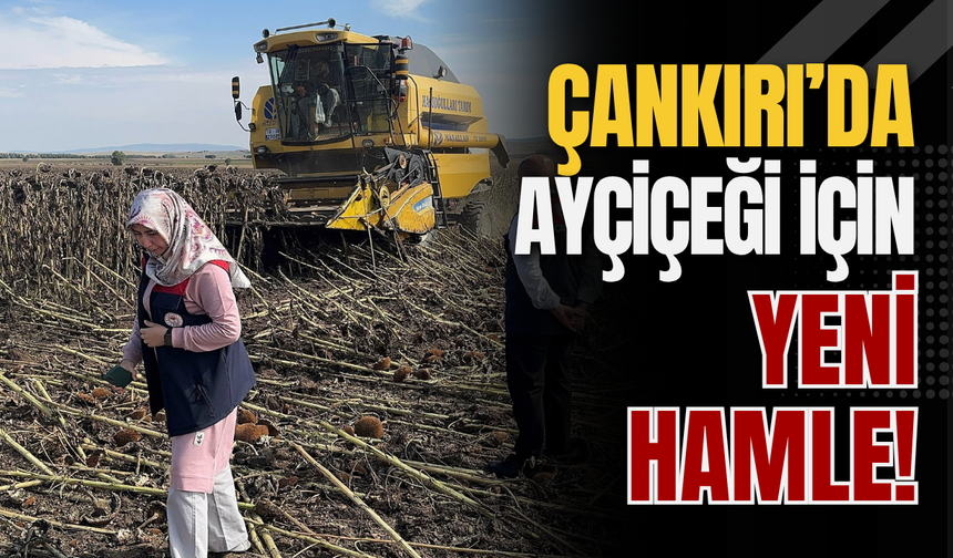 Çankırı’da Ayçiçeği İçin Yeni Hamle!