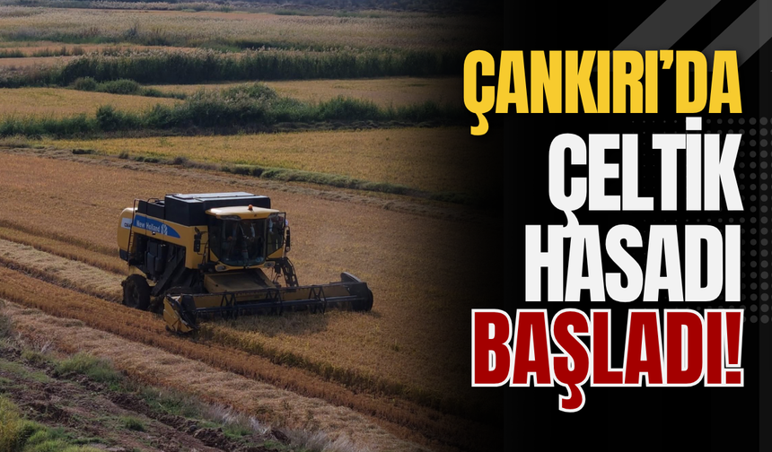 Çankırı’da Çeltik Hasadı Başladı!
