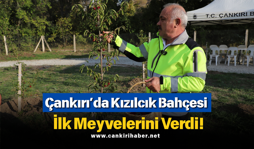 Çankırı’da Kızılcık Bahçesi İlk Meyvelerini Verdi!