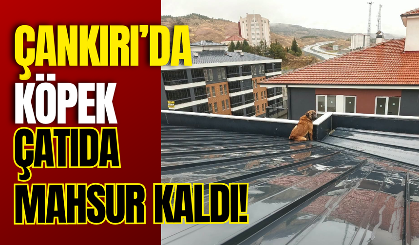 Çankırı’da Köpek Çatıda Mahsur Kaldı!