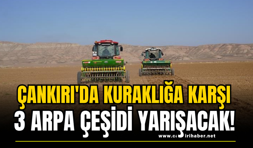 Çankırı'da Kuraklığa Karşı 3 Arpa Çeşidi Yarışacak!