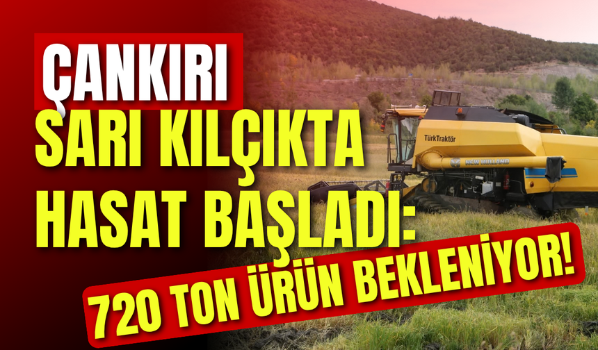 Çankırı’da Sarı Kılçıkta Hasat Başladı: 720 Ton Ürün Bekleniyor!