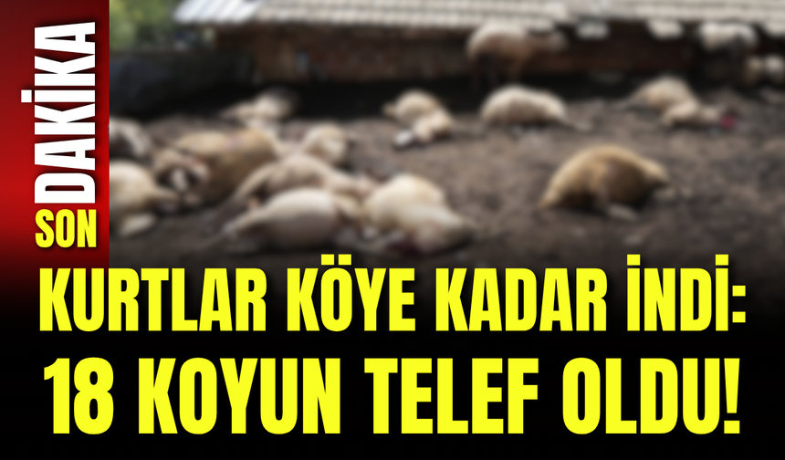 Kurtlar Köye Kadar İndi: 18 Koyun Telef Oldu!